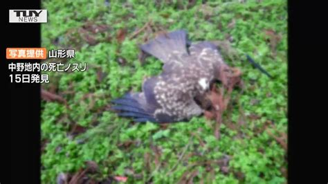 鳥死|死んだ野鳥を見つけた方へ